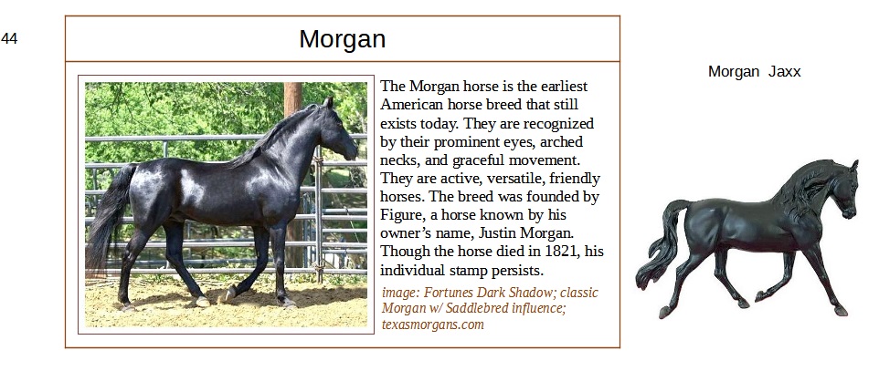 blk Morgan